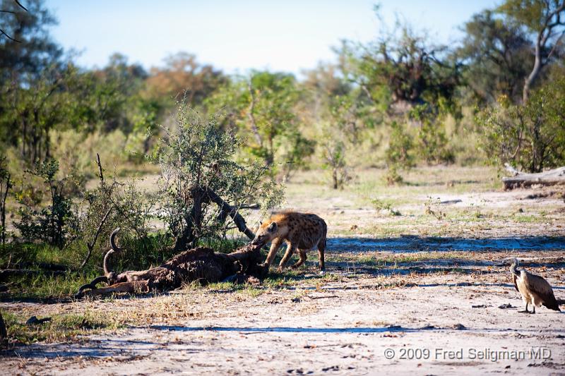 20090617_161725 D3 (3) X1.jpg - Hyena Feeding Frenzy, Part 2. One of the lower order hyenas is now feeding.  Note how little of the carcass remains